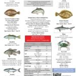Fishing Size Chart 2026