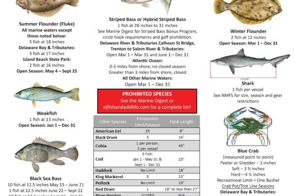 Fishing Size Chart 2026